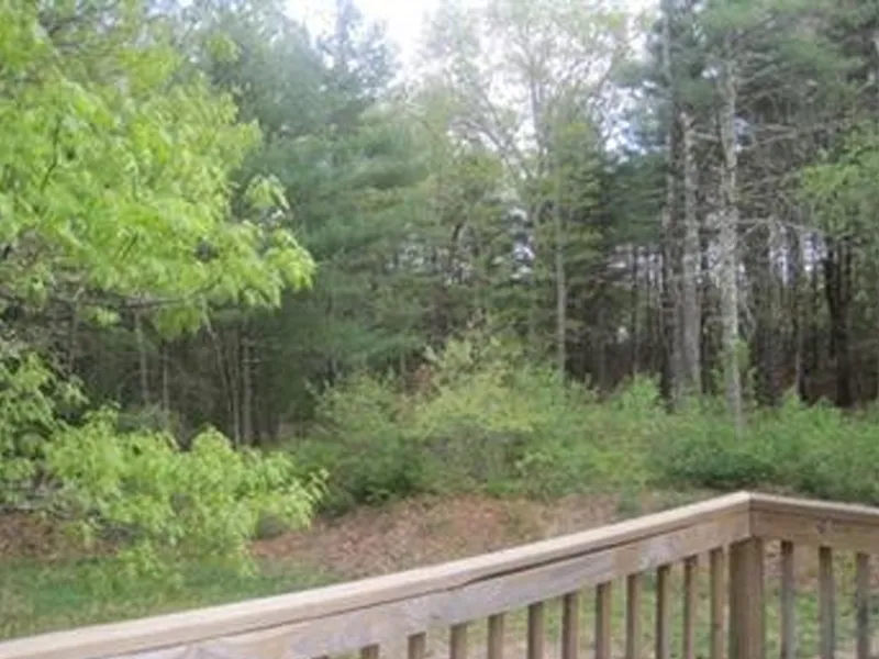 Wooden deck overlooking a lush green forest with trees and bushes in the background.