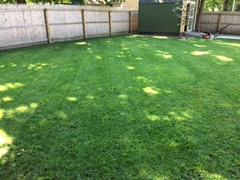 Freshly mowed green backyard lawn with wooden fence and a shed in the background.