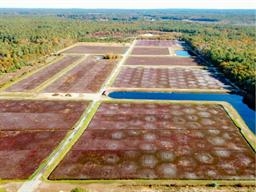 Aerial view of rectangular cranberry bogs with red plants and surrounding trees.