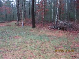 Misty forest clearing with scattered logs and piles of branches on the ground.