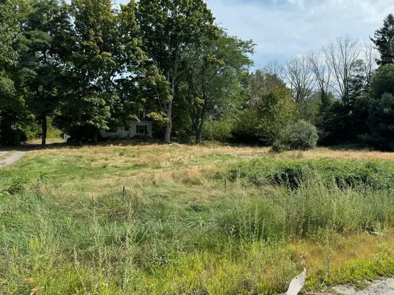 Overgrown grass and weeds in front of a house partially hidden by large trees.
