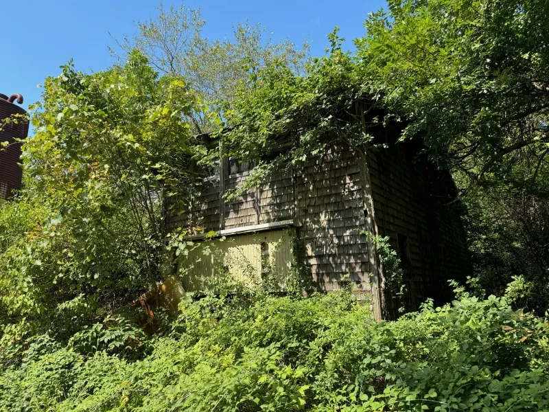 An old, abandoned house covered in vines and surrounded by dense greenery on a sunny day.