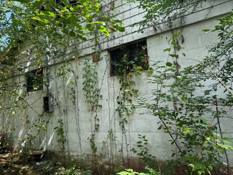 Overgrown vines climbing up the white exterior wall of an abandoned building.
