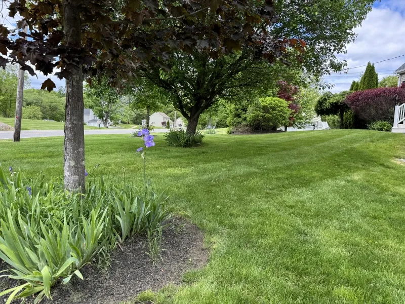 Lush green lawn with trees, purple flowers, and bushes on a partly cloudy day.